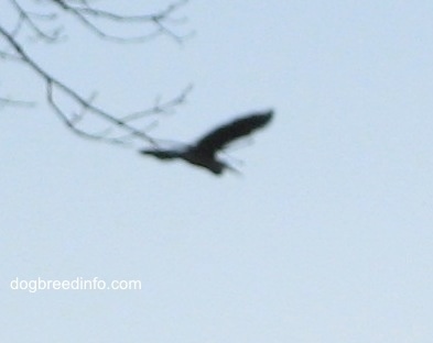 Great Blue Heron flying away