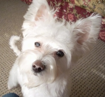 Close Up - A perk-eared white Highland Maltie is jumped up against a person and looking up on a tan carpet inside of a house.