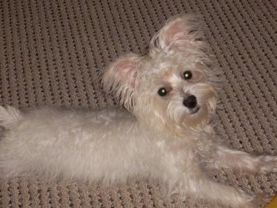 A white Highland Maltie is laying on a tan carpet with its head tilted to the left and looking up