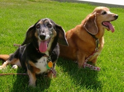 A black and tan with white and a gold Hush Basset are sitting in grass. They are both panting