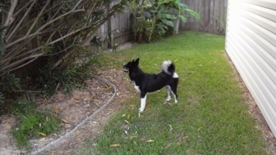 A black with white Huskimo is standing in grass between a white sided house and a large bush.