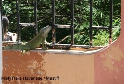 A green iguana is looking out of window bars. On the other side of the window bars is a lady looking at a camera.