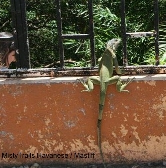 A green Iguana is standing on a concrete surface looking out of a metal gate.