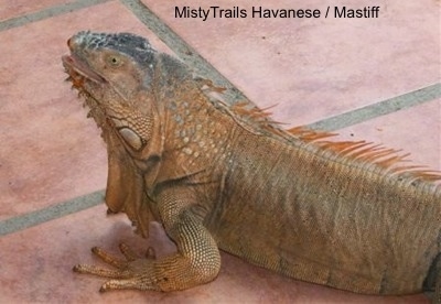 A brown iguana is standing across a tiled floor and it is looking to the left. Its mouth is open.