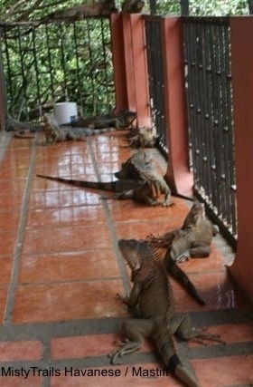 A herd of Iguanas are laying across a bannister on a porch. Some of the Iguanas are laying on the railings.