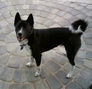 A black with white Imo-Inu is standing on a gray flag stone sidewalk. Its mouth is open.