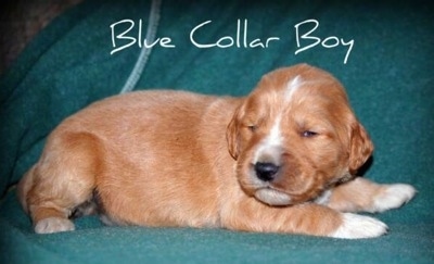 A small red with white Irish Doodle puppy is laying on a green backdrop. The words - Blue Collar Boy - are overlayed