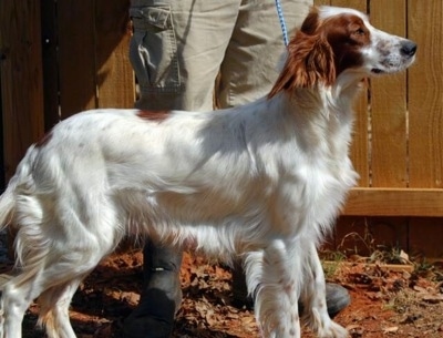 Irish Red And White Setter Dog Breed Information And Pictures