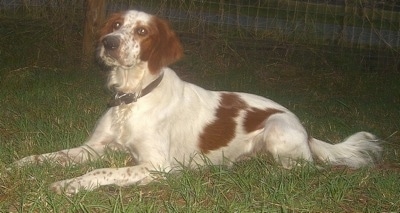 A white with red Irish Setter is laying in grass at night with a chain link fence behind it