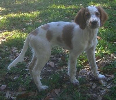 A white with red Irish Setter puppy is standing in grass under the shade of a tree.