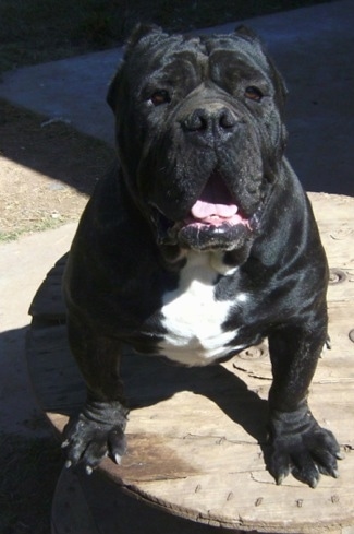 A thick, wide, wrinkly black with white Italian Bulldogge is sitting on a large wooden wire spool. Its mouth is open and tongue is out