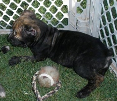A black brindle Italian Bulldogge puppy is laying in grass against a plastic white x-pen cage with a tennis ball on rope next to it