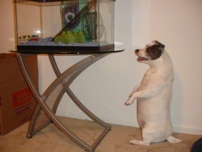 A pudgy white with brown Jack Russell Terrier is sitting on its hind legs inside of a room that has a tan carpet and looking into a hamster cage
