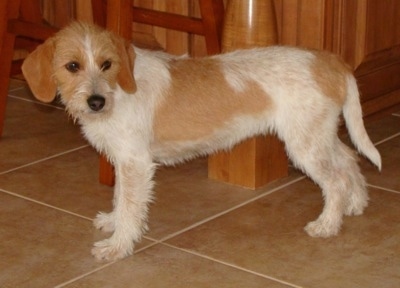 A tan and white Jack-A-Bee puppy is standing in front of an island in a kitchen on top of a tan tiled floor looking to the right