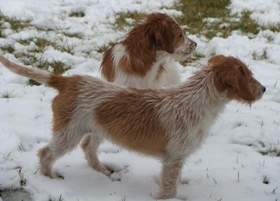 Two tan and white Jack-A-Bees are standing in snow looking to the right