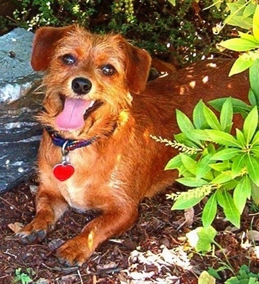 A panting red with white Jackshund is laying in the shade under a bush next to a rock. It looks hot.