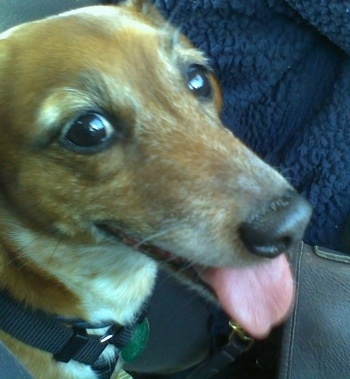 Close Up head shot - A happy looking tan with white Jackshund is sitting in a car, its mouth is open and tongue is out