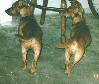 Two tan with white Jackshund dogs are standing in the same pose facing a wooden chair with their tails and heads to the right. There is a bicycle to the far right of them.