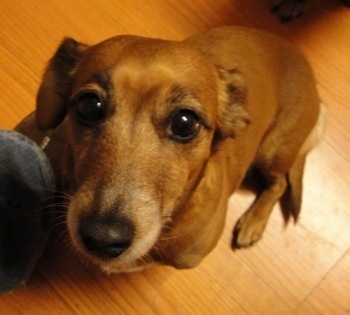 A tan with white Jackshund is sitting in front of a persons leg  on a hardwood floor looking up.