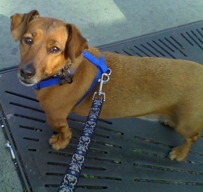 A tan with white Jackshund is wearing a blue harness standing on a storm drain grate and is looking up