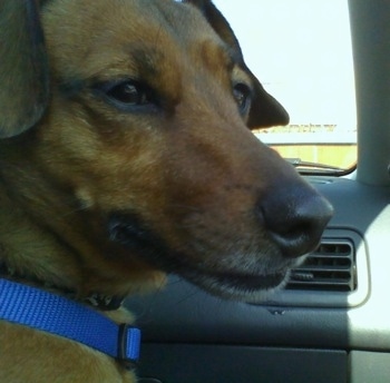Close Up head shot - A tan with white Jackshund is wearing a blue collar sitting in the passenger seat of a vehicle and looking out of the passenger side window.