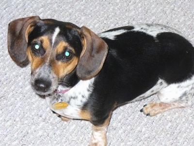 A tri-color ticked white and black with a tan Jackshund is sitting on a gray carpet and looking up