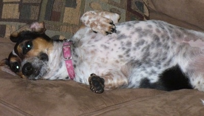 A tricolor, ticked white and black with a tan Jackshund is laying on its right side on a couch