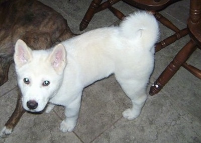 Topdown view of the front left side of a white Japanese Akita Inu Puppy that is standing with chairs behind it. There is another dog laying to the left of it.