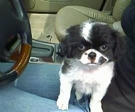 A white and black Japillon puppy is sitting in the lap of a lady sitting in the driver side of a vehicle
