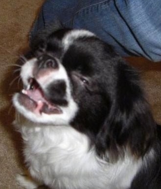 Close Up - A white and black Japillon puppy is sitting on a carpet and behind it is a persons leg. The puppies mouth is open and eyes are squinted