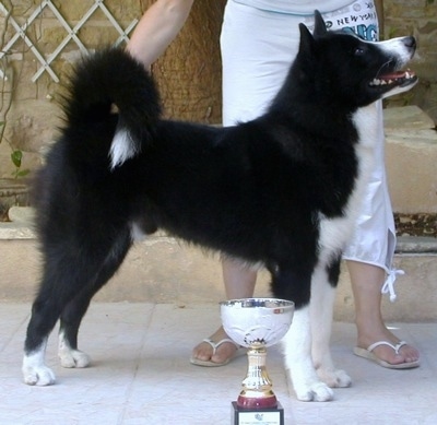 Right profile - A black with white Karelian Bear Dog is standing in a show stack pose on a sidewalk with a person behind it. It is looking up and its mouth is slightly open.
