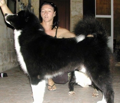 A black with white Karelian bear Dog is standing on a tiled floor and there is a lady behind it posing the dog