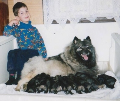 A boy is sitting next to a Keeshond in a wooden white whelping box as a litter of puppies nurse from her.
