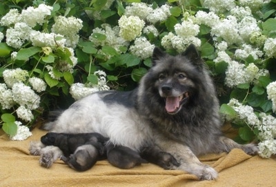 A happy looking Keeshond dog is laying outside on a blanket in front of a flower bush with four puppies laying under her. The Keeshonds mouth is open and tongue is out.