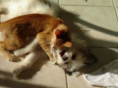 A playful looking white with grey and tan Kimola puppy is laying on its side on a tan tiled floor with an orange cat laying on top of it