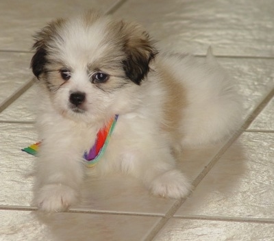 A fluffy white with grey and tan Kimola puppy is laying on a tiled floor with a rainbow ribbon under it and looking forward.