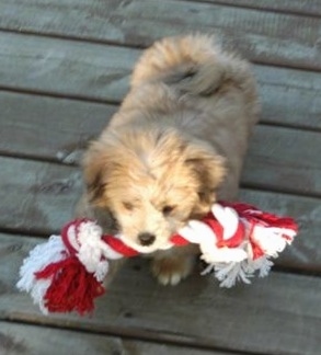 A fluffy tan Kimola puppy is walking on a wooden deck and it has a red and white rope toy in its mouth