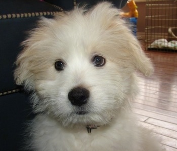 Close Up head shot - A white Kimola puppy is sitting on a hardwood floor in front of a couch. There is a dog crate on the other side of the room.