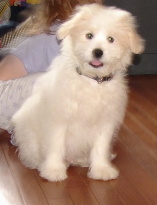 A fluffy white Kimola puppy is sitting in front of a person on a pillow