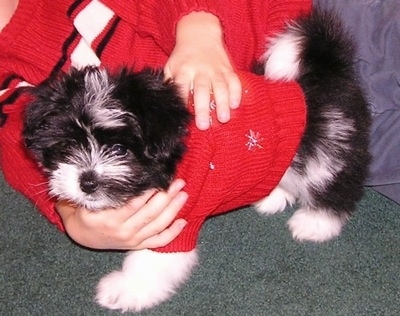 A black and white Kimola puppy is wearing a red sweater and there is a person who is also wearing a red sweater behind it with their hands on the dog.