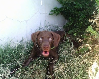 A wide-eyed chocolate Labmaraner puppy is laying in grass next to a white house. It has a leaf in its open mouth