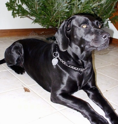 A shiny-colored black Labmaraner dog is wearing a choke chain collar laying on a white tiled floor next to a undressed Christmas tree.