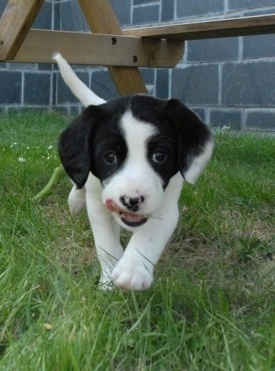 A white with black Labradigner puppy is walking across grass under a wooden bench. Its mouth is open and it is licking the side of its mouth. There is a concrete wall behind it.