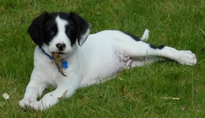 A white with black Labradinger puppy is laying in grass with a grass clump in its mouth