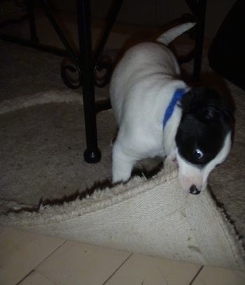 A small white with black Labradinger puppy is wearing a blue collar pulling up the edge of a tan rug with its mouth showing the white tiled floor under it. 