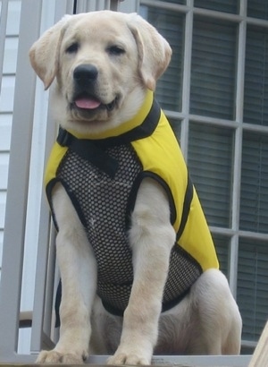 A yellow Labrador Retriever puppy is sitting in a door way and it is wearing a yellow life vest
