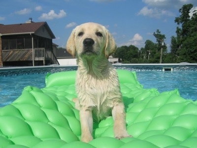 A wet yellow Labrador Retriever puppy is laying on a green floatie in the middle of a swimming pool