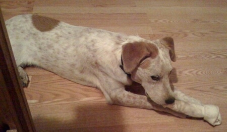 A white with brown Labraheeler dog is laying on a hardwood floor chewing on a rawhide bone.