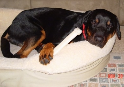 A black and tan Labrottie is wearing a red collar sleeping at the edge of a tan dog bed with a bone under one paw and resting on its body