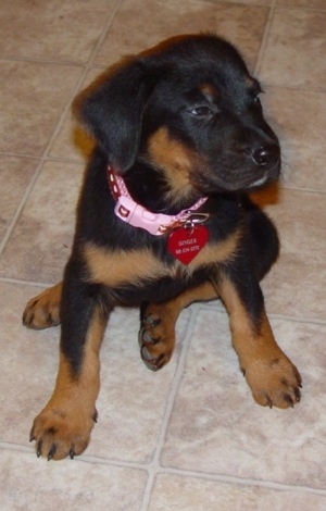 A small black and tan Labrottie puppy is wearing a pink collar with a heart shaped dog tag hanging from it sitting on a tan tiled floor and is looking to the right